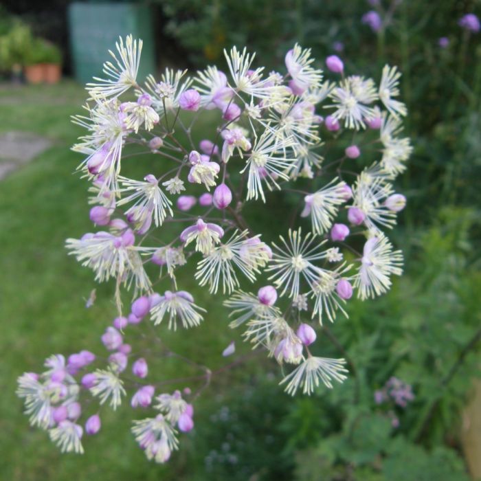 Wiesenraute\u0020\u0028Thalictrum\u0020delavayi\u0029\u0020Elin