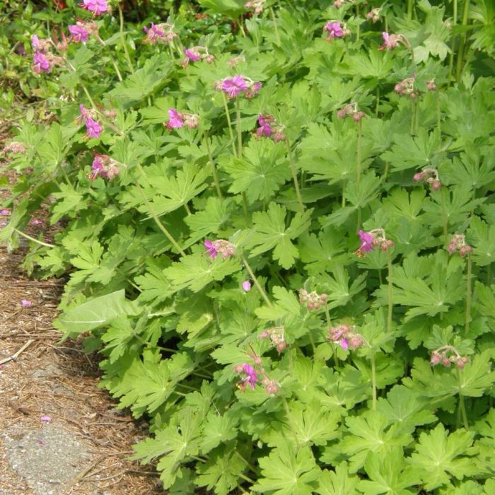 Balkan\u002DStorchschnabel\u0020\u0028Geranium\u0020macrorrhizum\u0020\u0029\u0020