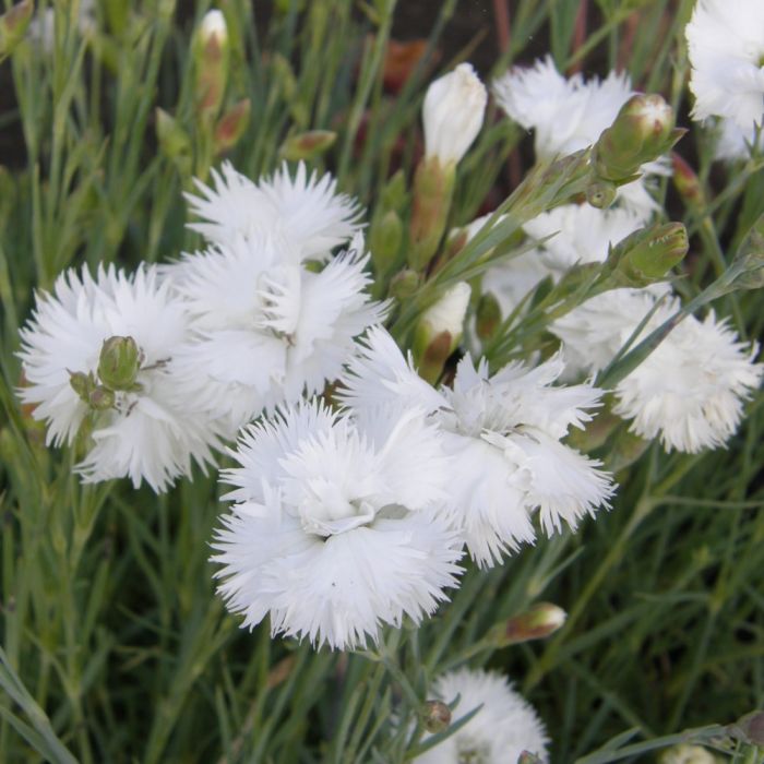 Federnelke\u0020\u0028Dianthus\u0020plumarius\u0029\u0020Double\u0020White