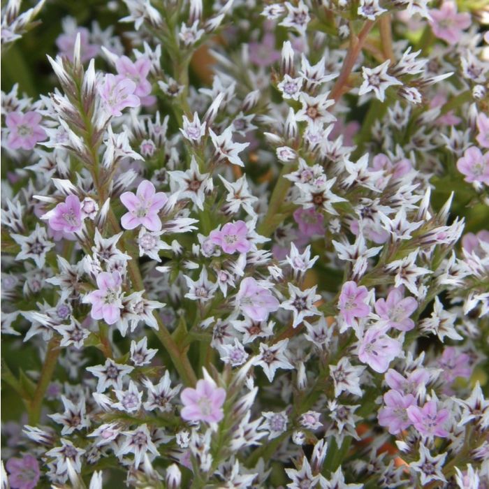 Breitbl\u00E4ttriger\u0020Meerlavendel\u0020\u0028Limonium\u0020latifolium\u0029\u0020