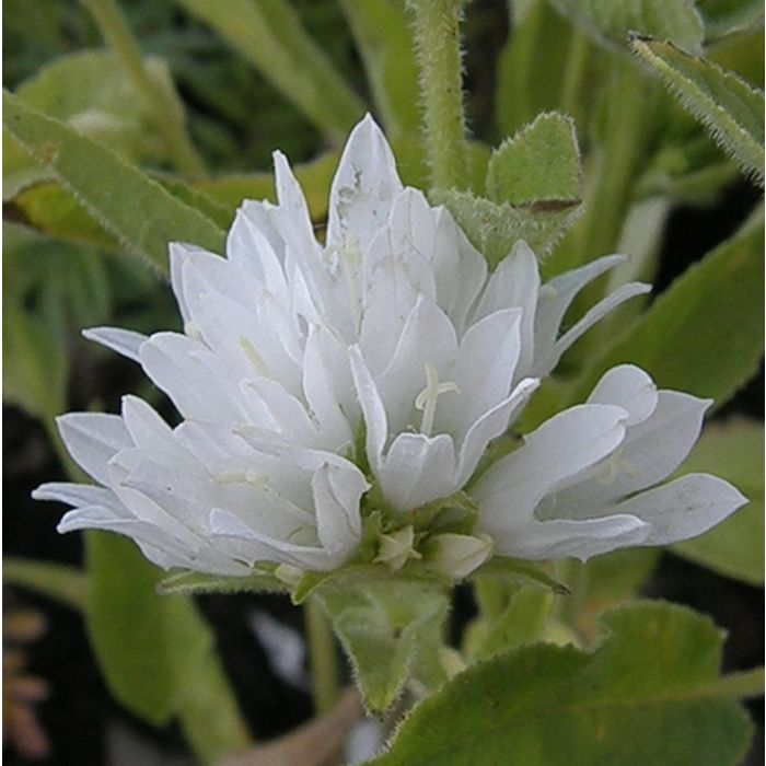 Kn\u00E4uelglockenblume\u0020\u0028Campanula\u0020glomerata\u0020\u0029\u0020Alba