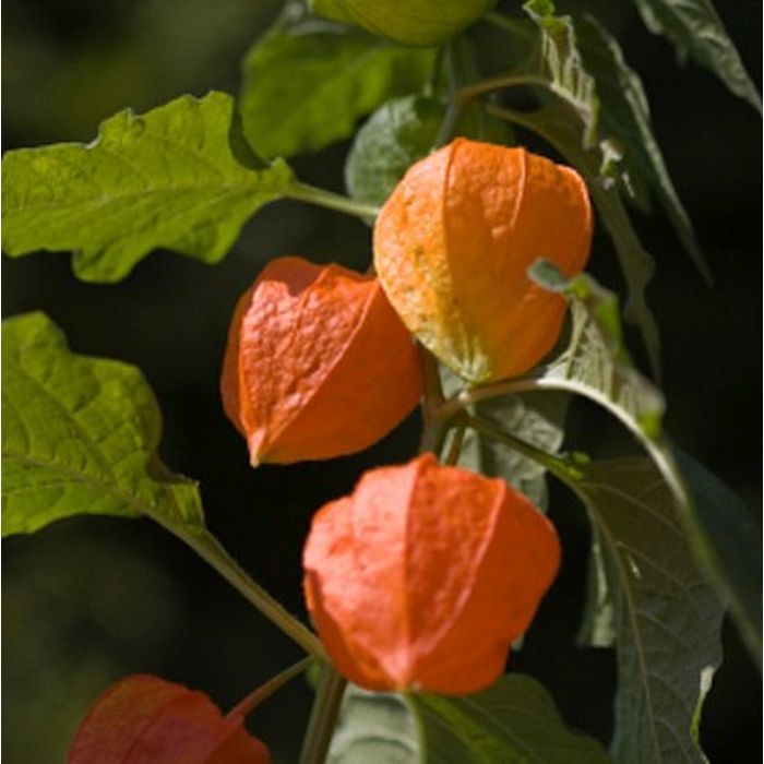 Kapstachelbeere\u00A0\u0020\u0028Physalis\u0020peruvianum\u0029\u0020