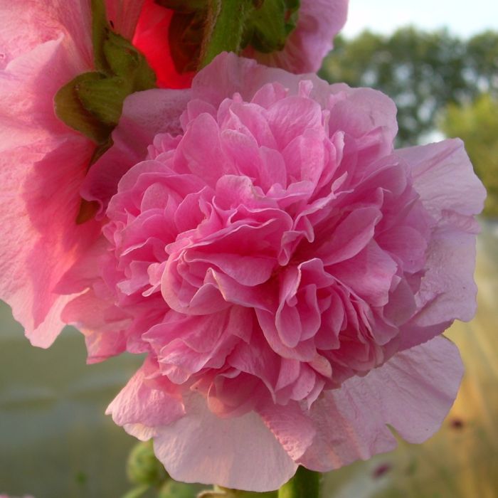 Stockrose\u0020\u0028Alcea\u0020rosea\u0020plena\u0029\u0020CHATERS\u0020Rose