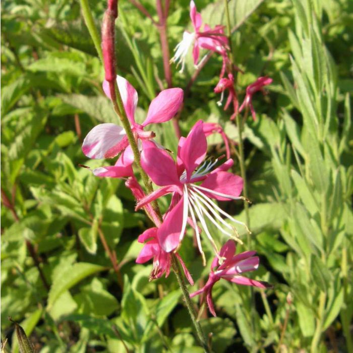 Prachtkerze\u0020\u0028Gaura\u0020lindheimerii\u0020\u0029\u0020PINK\u0020DWARF