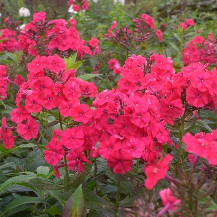 Flammenblume\u0020\u0028Phlox\u0020paniculata\u0020\u0029\u0020Red\u0020Riding\u0020Hood\u0020