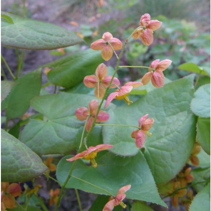 Elfenblume\u0020\u0028Epimedium\u0020warleyense\u0029\u0020Orangek\u00F6nigin