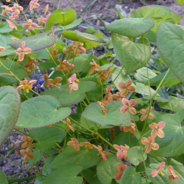 Elfenblume\u0020\u0028Epimedium\u0020warleyense\u0029\u0020Orangek\u00F6nigin