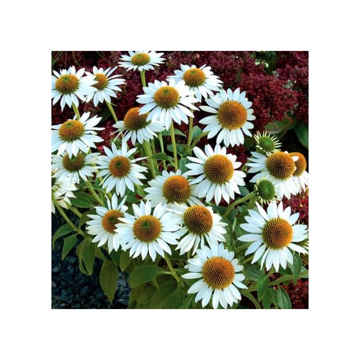 Sonnenhut\u0020\u0028Echinacea\u0020purpurea\u0029\u0020Purity