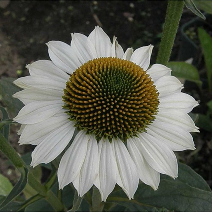 Sonnenhut\u0020\u0028Echinacea\u0020purpurea\u0029\u0020Purity