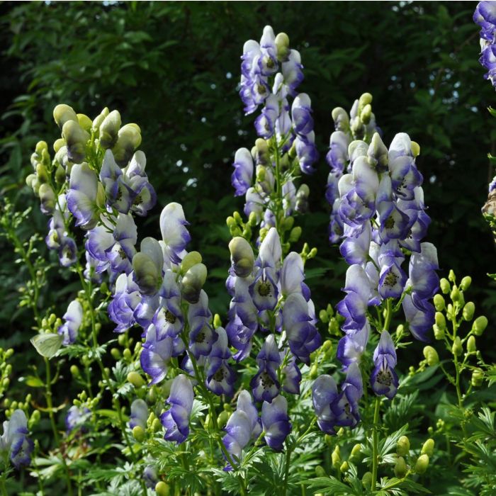 Zweifarbiger\u0020Eisenhut\u0020\u0028Aconitum\u0020cammarum\u0029\u0020Bicolor\u00A0