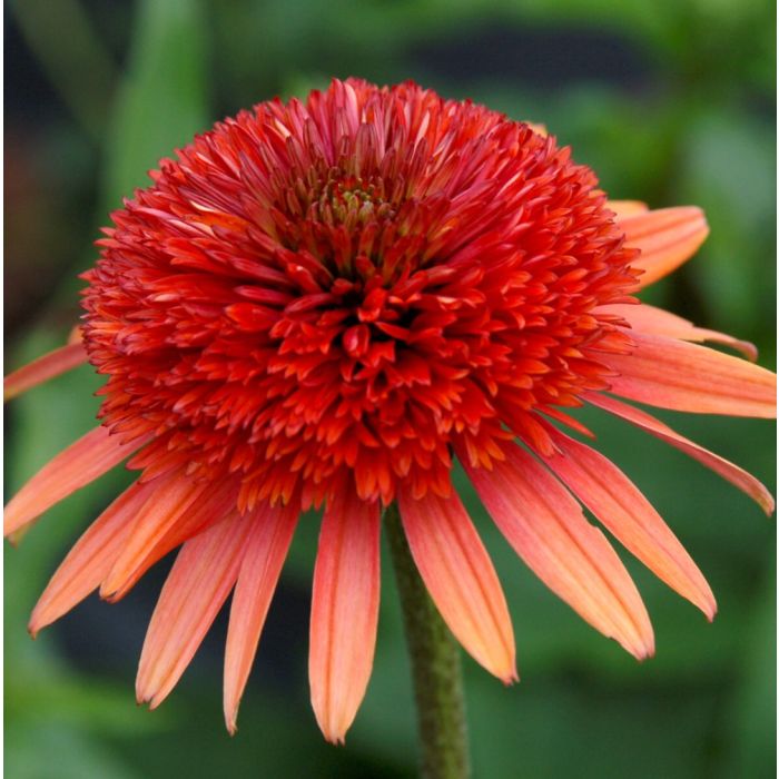 Sonnenhut\u0020\u0028Echinacea\u0020purpurea\u0029\u0020CORAL\u0020REEF