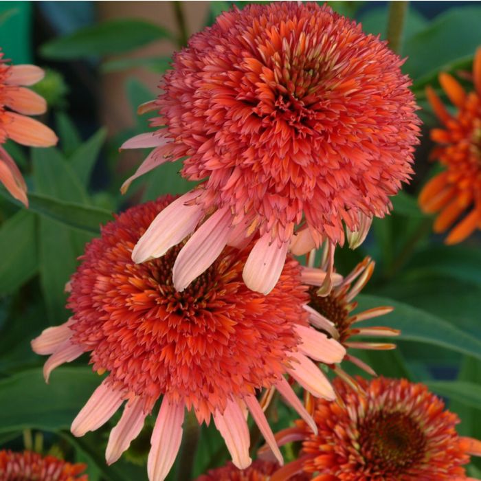 Sonnenhut\u0020\u0028Echinacea\u0020purpurea\u0029\u0020CORAL\u0020REEF