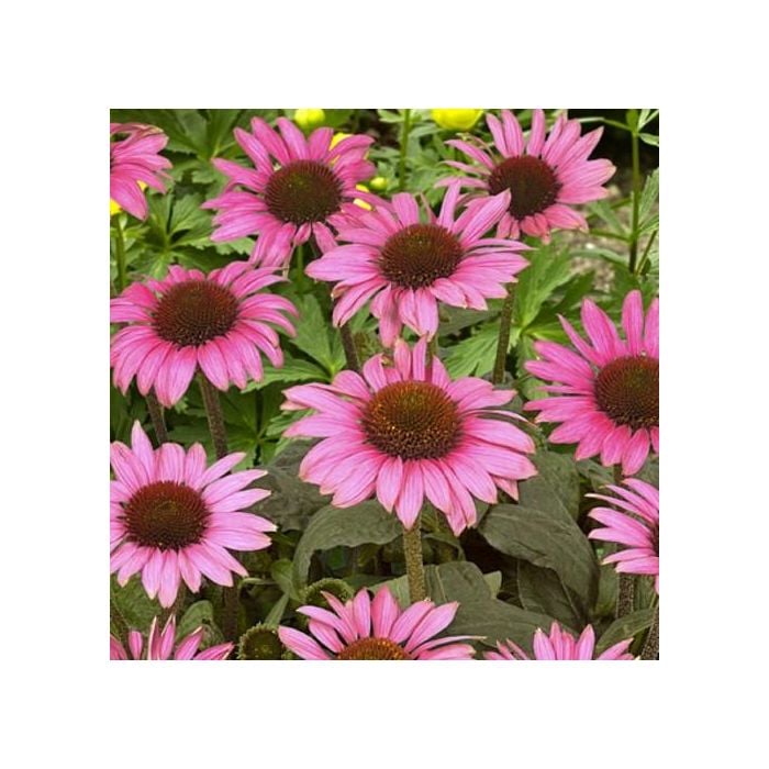 Sonnenhut\u0020\u0028Echinacea\u0020purpurea\u0029\u0020Little\u0020Magnus