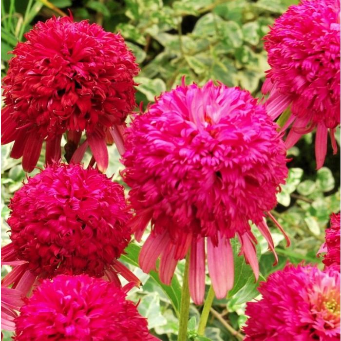 Sonnenhut\u0020\u0028Echinacea\u0020purpurea\u0029\u0020Cranberry\u0020Cupcake