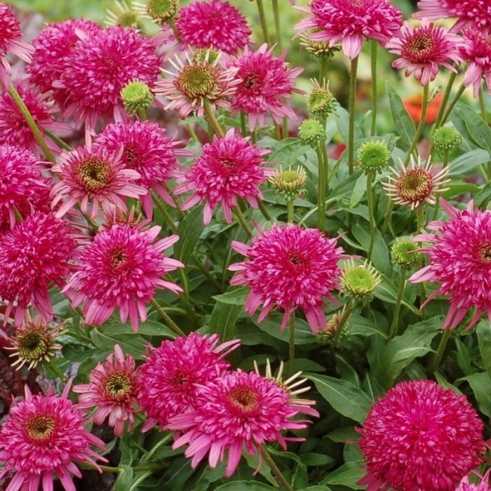 Sonnenhut\u0020\u0028Echinacea\u0020purpurea\u0029\u0020Cranberry\u0020Cupcake