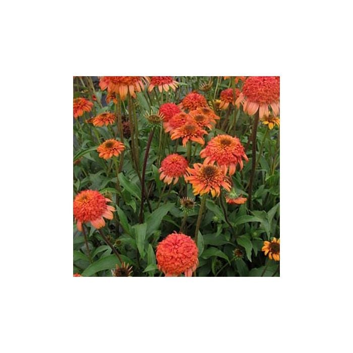 Sonnenhut\u0020\u0028Echinacea\u0020purpurea\u0029\u0020Secret\u0020Lust