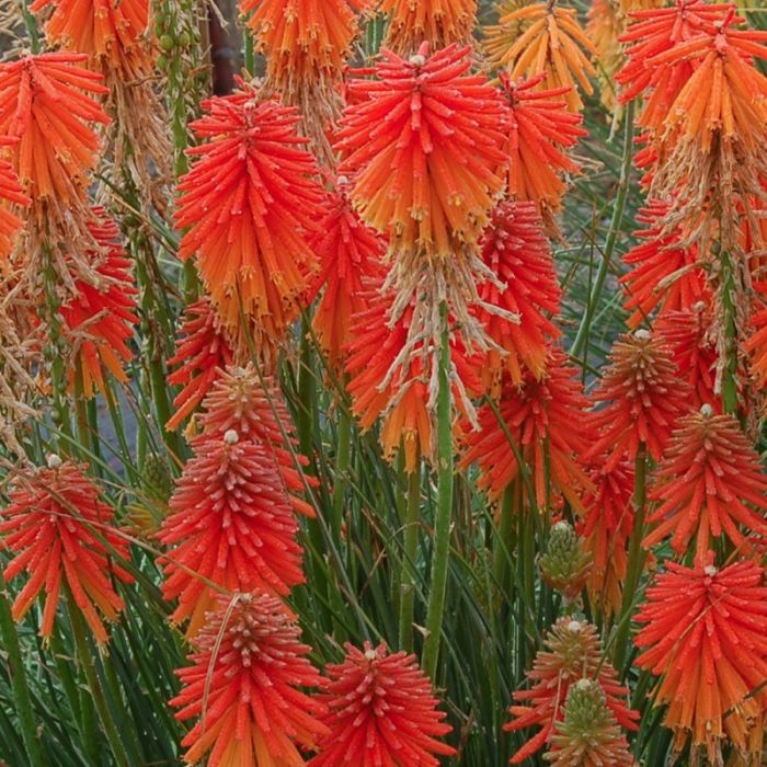 Fackellilie\u0020\u0028Kniphofia\u0020uvara\u0029\u0020Fire\u0020Glow