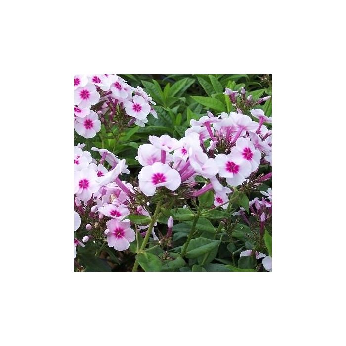Flammenblume\u0020\u0028Phlox\u0020paniculata\u0029\u0020Swizzle\u00A0