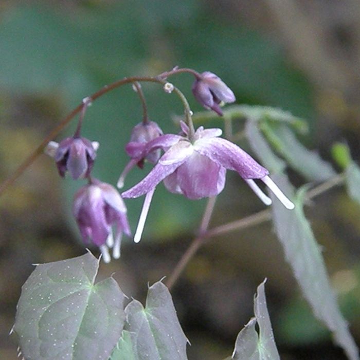 Elfenblume\u0020\u0028Epimedium\u0020grandiflorum\u0029\u0020Lilafee