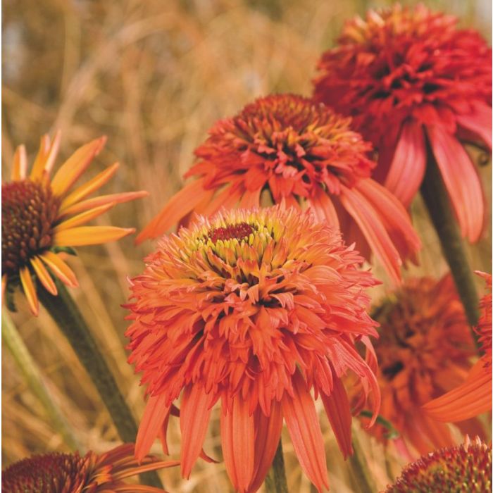 Sonnenhut\u0020\u0028Echinacea\u0020purpurea\u0029\u0020Irresistable\u00A0