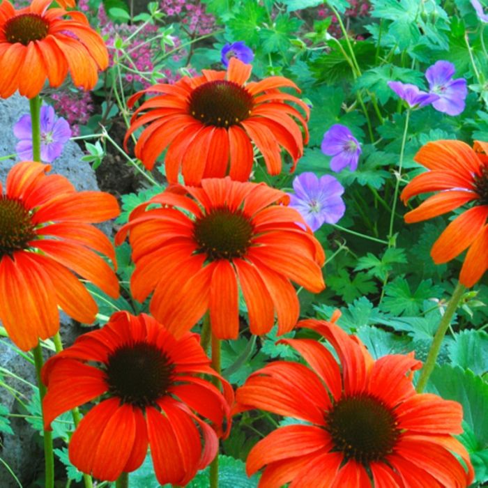 Sonnenhut\u0020\u0028Echinacea\u0020purpurea\u0029\u0020Tangerine\u0020Dream\u00A0