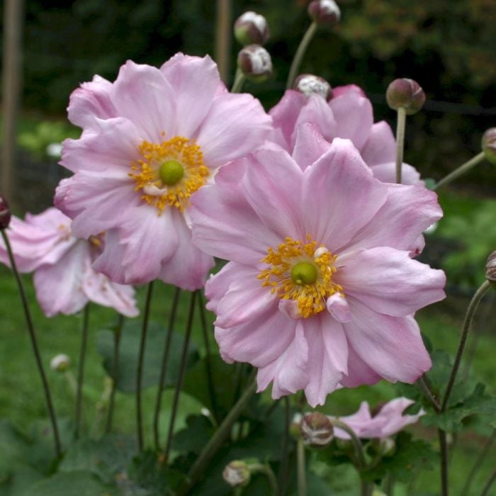 Anemone\u0020\u0028Anemone\u0020japonica\u0029\u0020K\u00F6nigin\u0020Charlotte