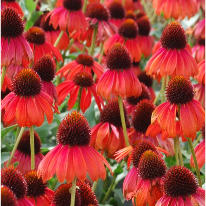 Sonnenhut\u0020\u0028Echinacea\u0020purpurea\u0029\u0020FIREBIRD\u0020