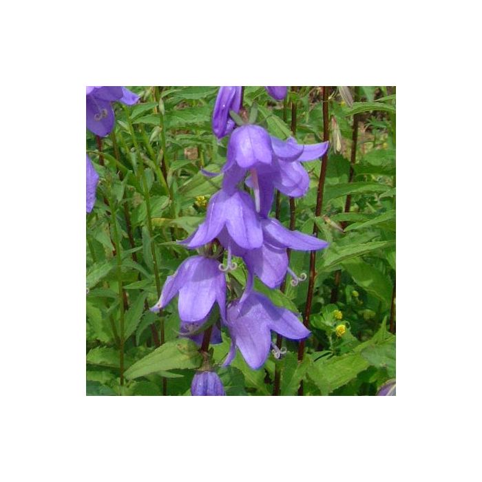 Rapunzel\u002DGlockenblume\u0020\u0028Campanula\u0020rapunculus\u0029\u0020Echte\u0020Rapunzel