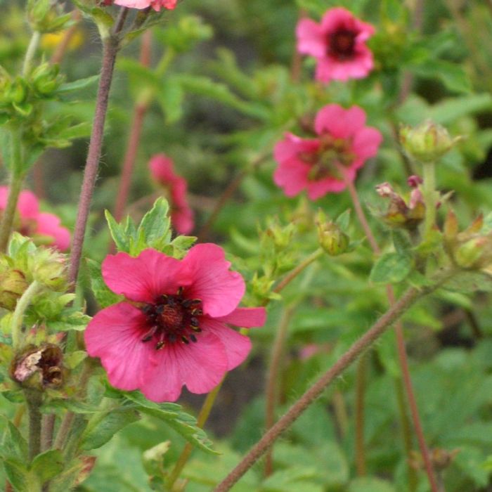 Nepal\u002DFingerkraut\u0020\u0028Potentilla\u0020nepalensis\u00A0\u0029\u0020Ron\u0020McBeath