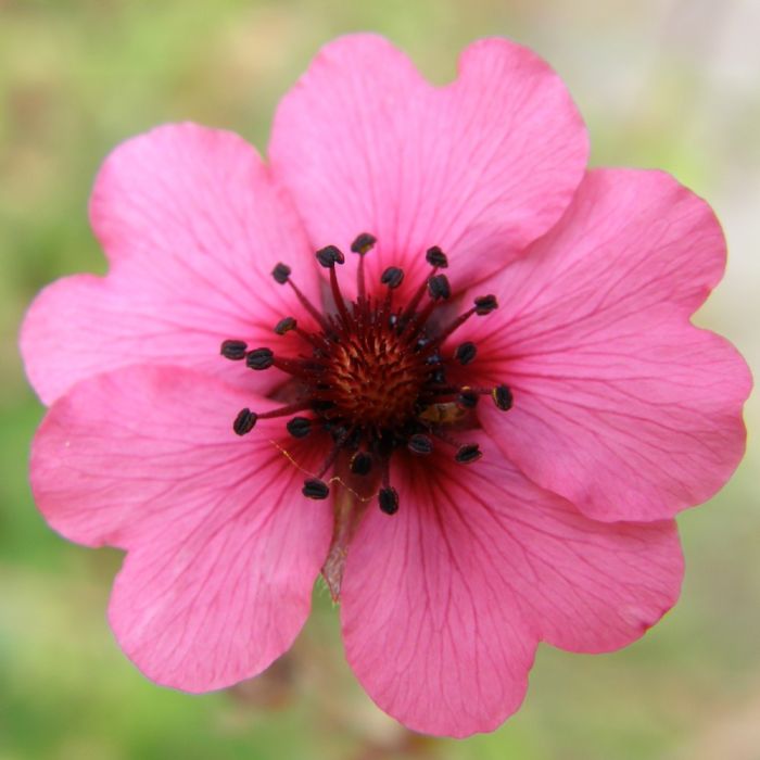 Nepal\u002DFingerkraut\u0020\u0028Potentilla\u0020nepalensis\u00A0\u0029\u0020Ron\u0020McBeath