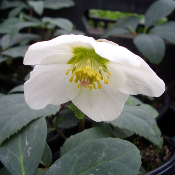 Christrose\u0020\u0028Helleborus\u0020niger\u00A0\u0029\u0020Advent\u0020Star