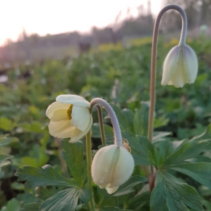 Waldanemone\u0020\u0028Anemone\u0020sylvestris\u0020\u0029\u0020Snow\u0020White