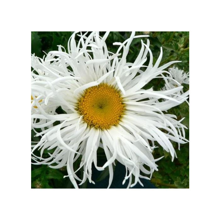 Margerite\u0020\u0028Leucanthemum\u0020x\u0020superbum\u0029\u0020OLD\u0020COURT\u0027S\u0020VARIETY\u00A0