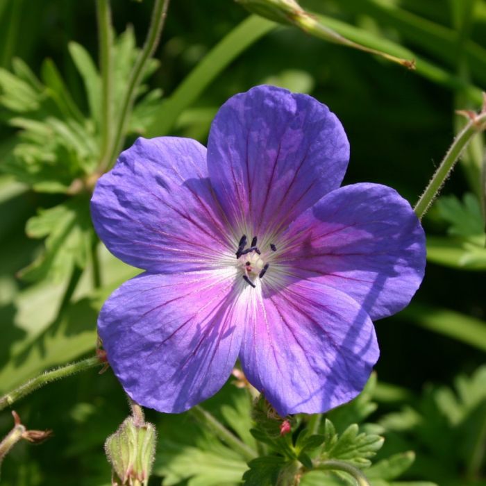 Himalaya\u002DStorchschnabel\u0020\u0028Geranium\u0020himalayense\u0029\u0020Alpinum