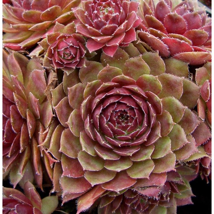 Roter\u0020Dachwurz\u0020\u0028Sempervivum\u0020tectorum\u00A0\u0029\u0020Atropurpureum\u00A0