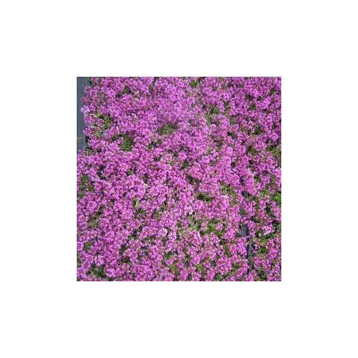 Polsterthymian\u0020\u0028Thymus\u0020serphyllum\u0029\u0020CREEPING\u0020RED
