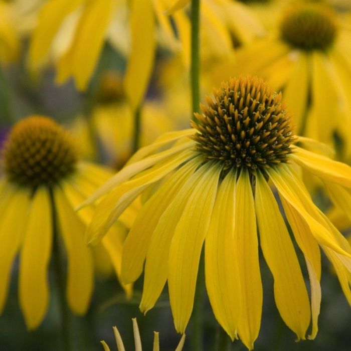 Sonnenhut\u0020\u0028Echinacea\u0020purpurea\u0029\u0020Summer\u0020Breeze