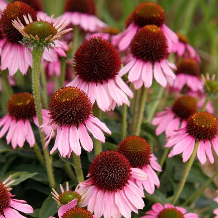 Sonnenhut\u0020\u0028Echinacea\u0020purpurea\u0029\u0020Meditation