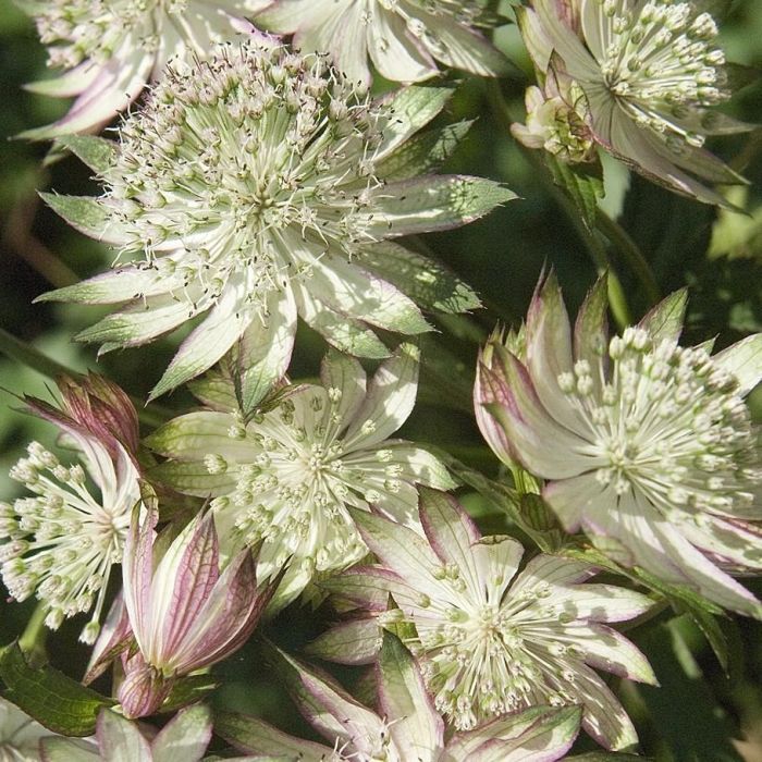 Gro\u00DFe\u0020Sterndolde\u0020\u0028Astrantia\u0020major\u0029\u0020STAR\u0020OF\u0020ROYALS