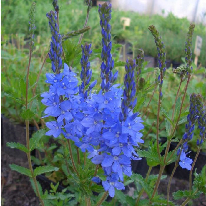\u00D6sterreichischer\u0020Ehrenpreis\u0020\u0028Veronica\u0020austriaca\u0020ssp.\u0020teucrium\u0029\u0020K\u00F6nigsblau
