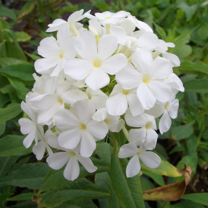 Flammenblume\u0020\u0028Phlox\u0020paniculata\u0029\u0020REMBRANDT\u00A0