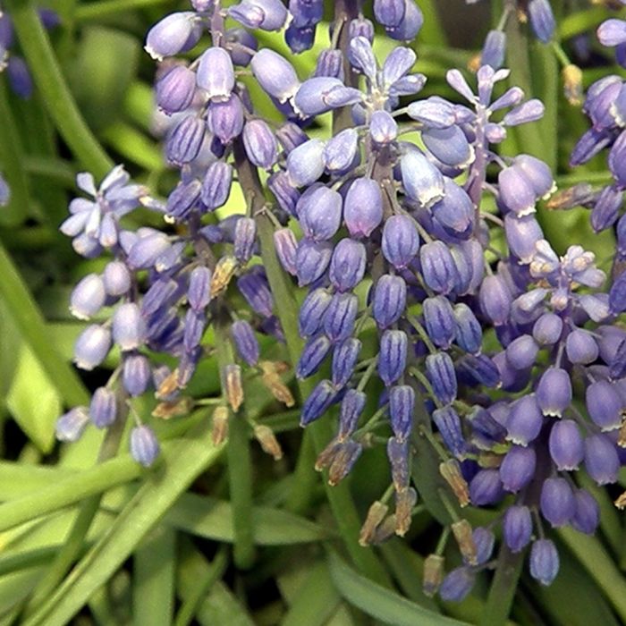 Kleine\u0020Traubenhyazinthe\u0020\u0028Muscari\u0020botryoides\u0029\u0020