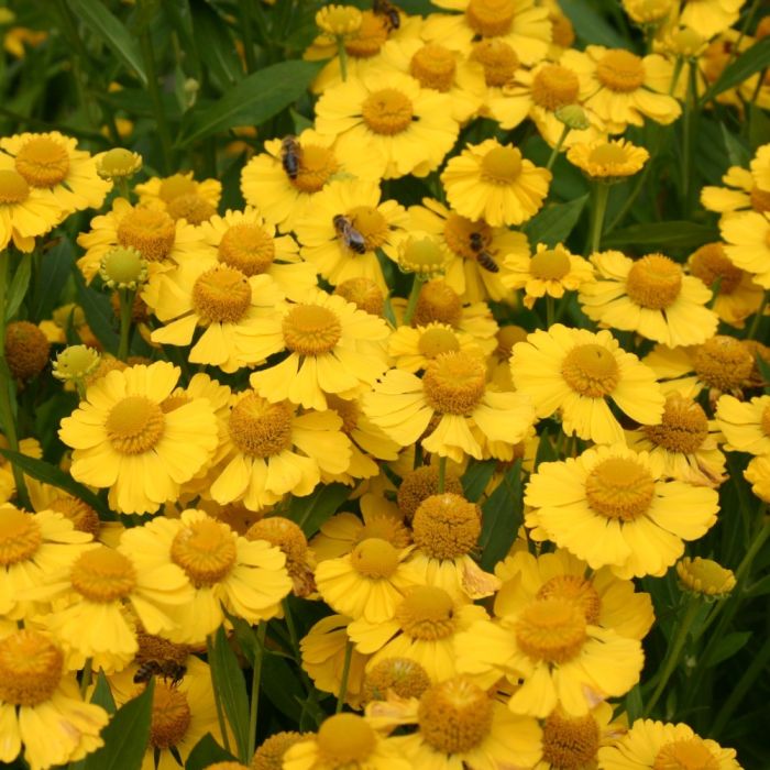 Sonnenbraut\u0020\u0028Helenium\u00A0\u0029\u0020Kugelsonne