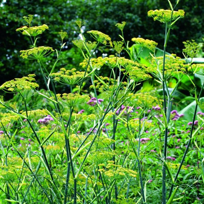 Fenchel\u0020\u0028Foeniculum\u0020vulgare\u0029\u0020