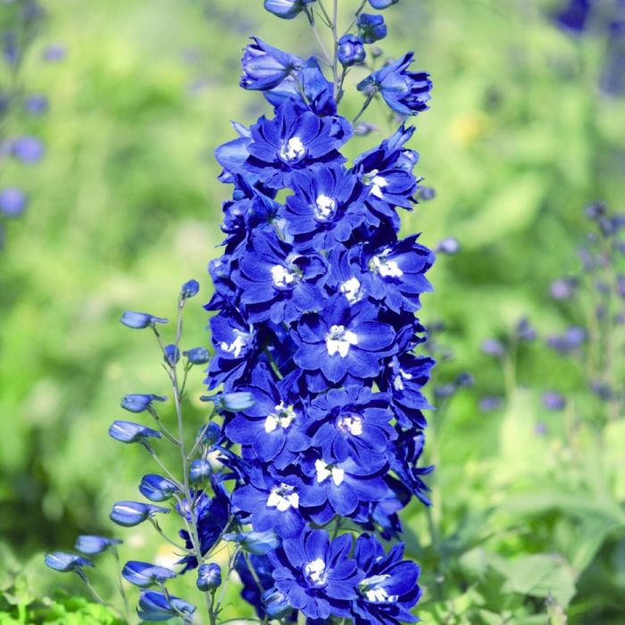 Rittersporn\u0020\u0028Delphinium\u0020cultorum\u0029\u0020PACIFIC\u0020GIANTS\u0020Blue\u0020Bird