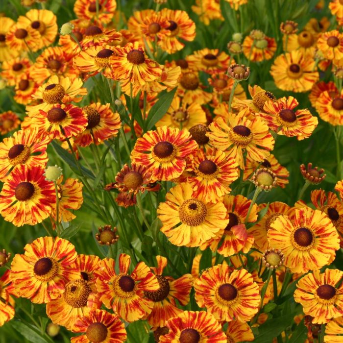 Sonnenbraut\u0020\u0028Helenium\u0029\u0020Feuersiegel