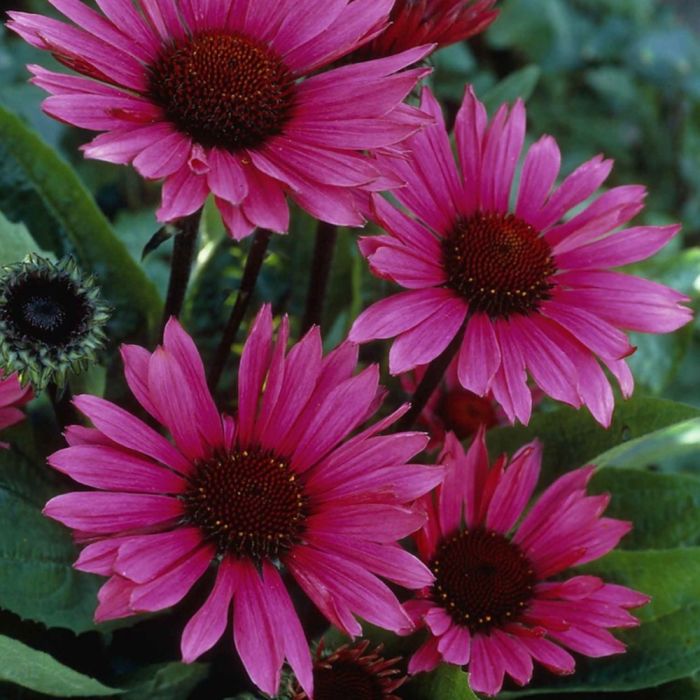 Sonnenhut\u0020\u0028Echinacea\u0020purpurea\u0029\u0020FATAL\u0020ATTRACTION\u00A0