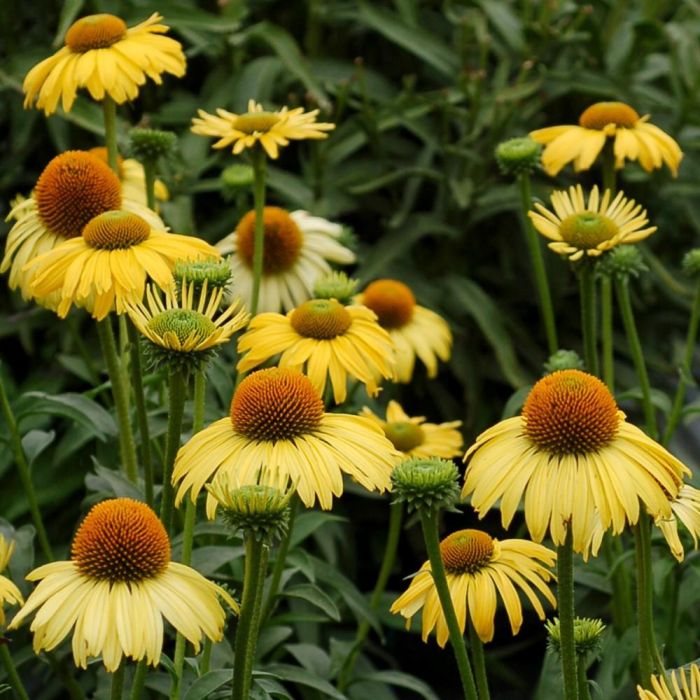 Sonnenhut\u0020\u0028Echinacea\u0020purpurea\u0029\u0020Daydream