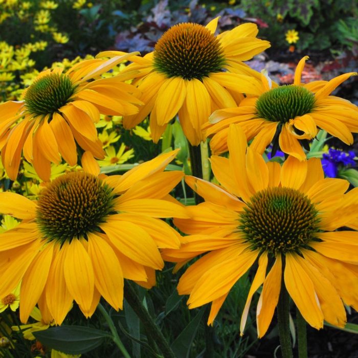 Sonnenhut\u0020\u0028Echinacea\u0020purpurea\u0029\u0020LEILANI\u00A0