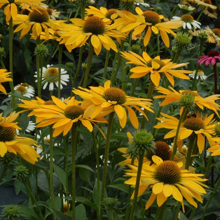 Sonnenhut\u0020\u0028Echinacea\u0020purpurea\u0029\u0020LEILANI\u00A0